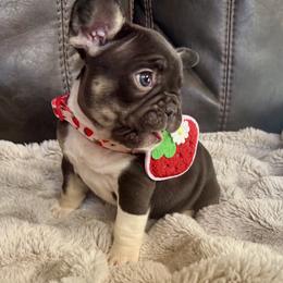 French Bulldog Puppies from Yellowstone Frenchies
