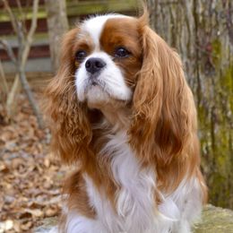 Dante - Cavalier King Charles Spaniel