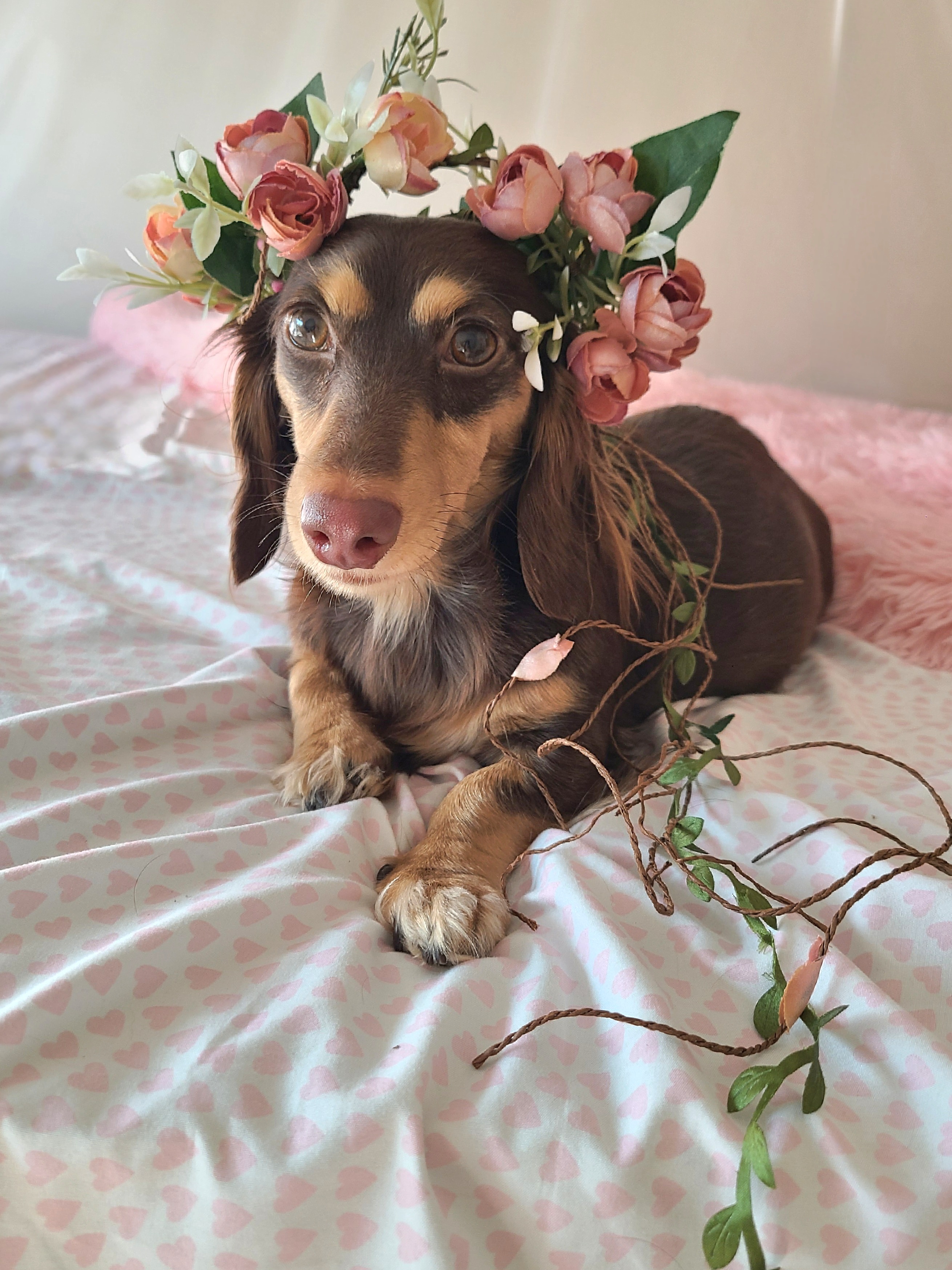 Oakley - Dachshund