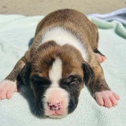 Rocky - Red brindle male American Staffordshire Terrier puppy in Guilford County, North Carolina from Explicit Kennel