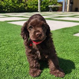 Ruby - Brown female Cocker Spaniel puppy in Corcoran, California from Sweetheart Cockers