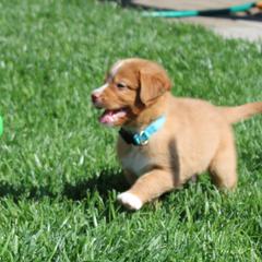 Nova Scotia Duck Tolling Retriever Puppies from Red Hill Tollers