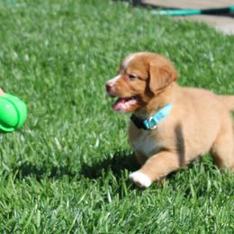 Nova Scotia Duck Tolling Retriever Puppies from Red Hill Tollers