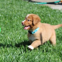 Nova Scotia Duck Tolling Retriever Puppies from Red Hill Tollers