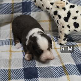 Boy 1 - Red tri male Miniature Australian Shepherd puppy in Bend, Oregon from Badlands Toy and Mini Aussies
