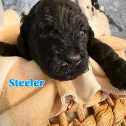 Steelers - Black male Double Doodle puppy in Cordova, Tennessee from TrueLine kennels