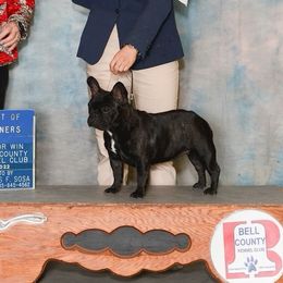 Bulldogs and French Bulldogs from Royal Empire Bulldogs