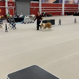 "Xilan" Basset Hound and Collie All Grown Up from Collegiate Bassets and Rheign Collies