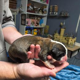 Boy 4 - Brown and white male Saint Bernard puppy in Clover, South Carolina from Sweetest Saints