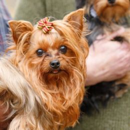 Yorkshire Terriers from Mullet Yorkies