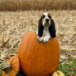 Basset Hound Puppies from Sandyhill Basset Hounds