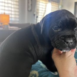 Cane Corso Puppies from Ragnarok kennels