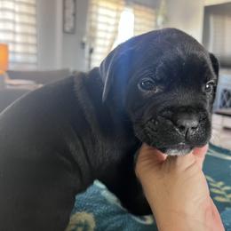Cane Corso Puppies from Ragnarok kennels