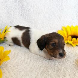 Logan - Piebald male Dachshund puppy in Palestine, Texas from Oak tree Dachshunds