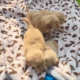 French Bulldog, Goldendoodle, and Mal-Shi Puppies from Courtney Nicole's Goldendoodles