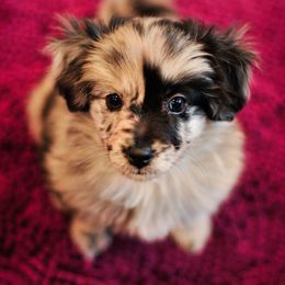Pyrenean Shepherd Puppies from PYRWILD