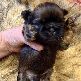 Buddy - Sable male Shih Tzu puppy in Brevard, North Carolina from House of Little Lions