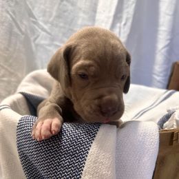 Pink Girl - Silver female Great Dane puppy in Albertville, Alabama from Wild Willow Danes