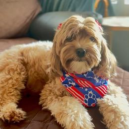 Princess Poppy - Cavapoo