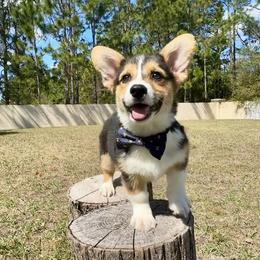 Summer - Black and tan male American Corgi puppy in Florida from Sunrise Corgis
