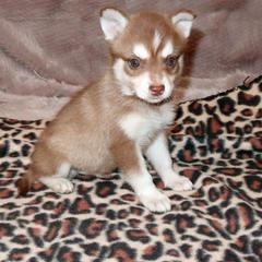 Alaskan Klee Kai and Rat Terrier Puppies from Gems Rat Terriers