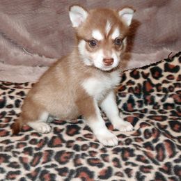 Alaskan Klee Kai and Rat Terrier Puppies from Gems Rat Terriers