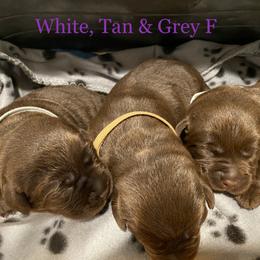 Labrador Retriever Puppies from A. Hansen Labradors