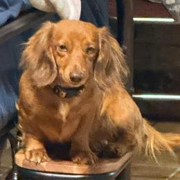 Tink - Dachshund