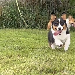 Pembroke Welsh Corgi puppies from All Hale Corgis