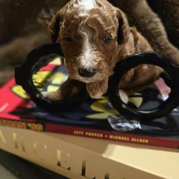 Howard - Parti male Poodle puppy in Statesboro, Georgia from Briar Creek Kennels