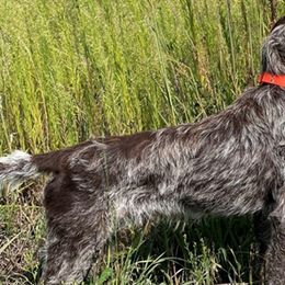 Wirehaired Pointing Griffons from De jac pine kennel