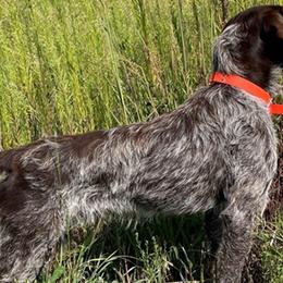 Wirehaired Pointing Griffons from De jac pine kennel