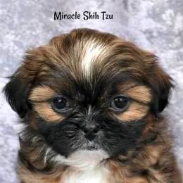 Shih Tzu Puppies from Miracle Shih Tzu