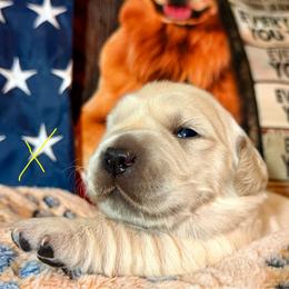 Independence (yellow collar) - Light golden male Golden Retriever puppy in Gainesville, Florida from Heart and Soul Dog Breeding, Inc.