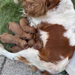 Espresso - Red male Cavapoo puppy in River Falls, Wisconsin from Dottie's Doodles