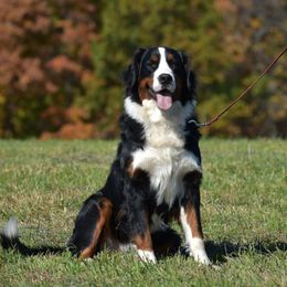Kim - Bernese Mountain Dog
