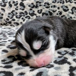 Heart - Black and white Siberian Husky puppy in Lake Park, Minnesota from ThunderStruck Siberians
