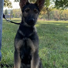Digit - Sable German Shepherd puppy in Upland, Indiana from Pinegrove German Shepherds