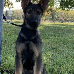 Digit - Sable German Shepherd puppy in Upland, Indiana from Pinegrove German Shepherds