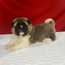 Girl - Fawn female Akita puppy in Cuba, Missouri from Kamikaze Akitas