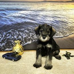 Rocket - Black and white male Schnoodle puppy in Tucson, Arizona from Smart Schnauzers & Schnoodles