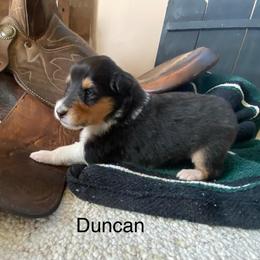 Duncan - Black white and tan male Collie puppy in Hinckley, Minnesota from Rusty Spur Collies