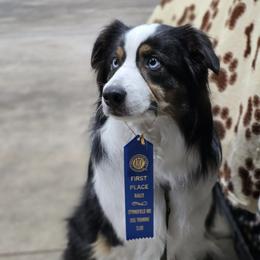 Miniature American Shepherd puppies from Tntowne Miniature American Shepherds