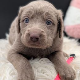 Vixen - female Long Haired Weimaraner puppy in Evart, Michigan from Drehbar Weimaraners