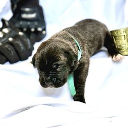 Cane Corso Puppies from Mostro Legacy Kennel