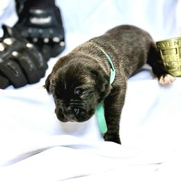 Cane Corso Puppies from Mostro Legacy Kennel