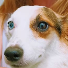 American Corgis and Pembroke Welsh Corgis from Angelique Brooks