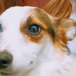 American Corgis and Pembroke Welsh Corgis from Angelique Brooks