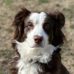 Akira - Australian Shepherd