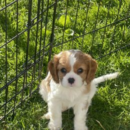 Cavalier King Charles Spaniel Puppies from Sahailey Cavaliers